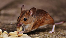 24 Hour & Emergency Exterminators in Cmp Appalchia, VA